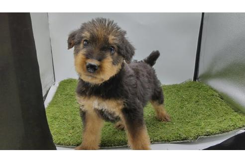 エアデールテリアの子犬を探す ブリーダーナビ