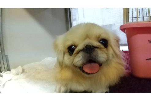 販売中のペキニーズの親犬