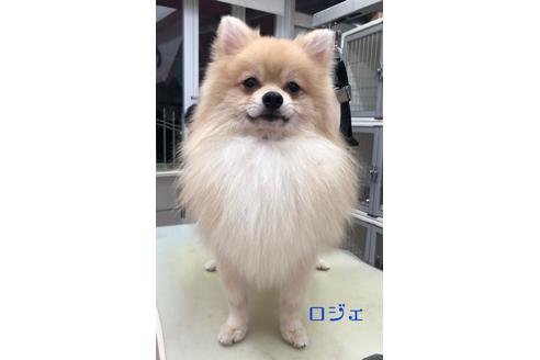 販売中のポメラニアンの親犬