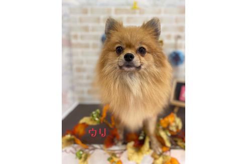 販売中のポメラニアンの親犬