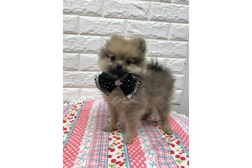 広島県でポメラニアンの子犬を探す ブリーダーナビ