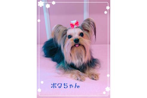 販売中のヨークシャーテリアの親犬