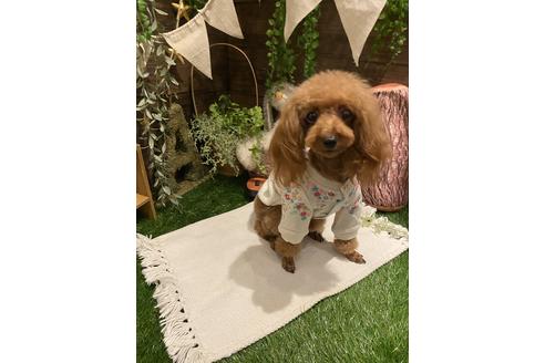 販売中のタイニープードルの親犬