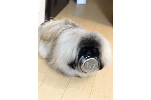 販売中のペキニーズの親犬