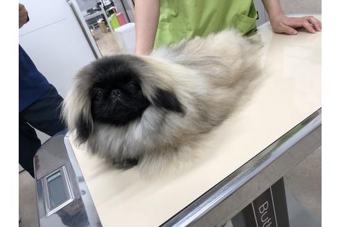 販売中のペキニーズの親犬