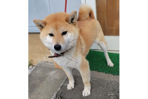 販売中の柴犬の親犬