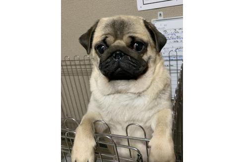 販売中のパグの親犬