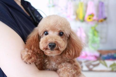 販売中のトイプードルの親犬