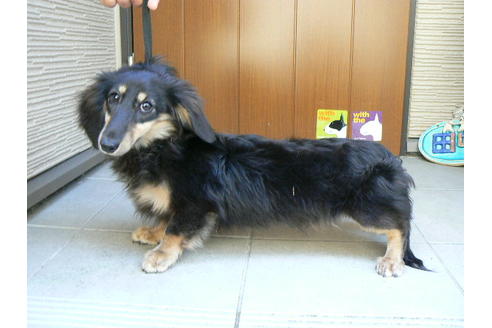 販売中のカニンヘンダックスフンド(ロングヘアード)の親犬