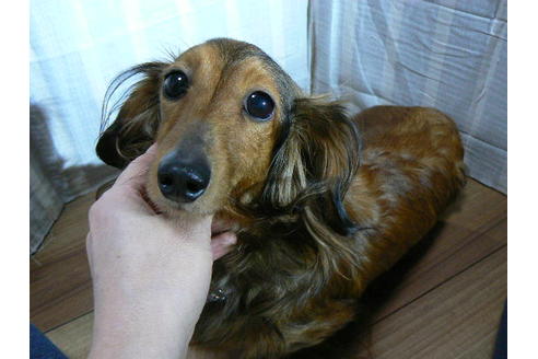 販売中のカニンヘンダックスフンド(ロングヘアード)の親犬