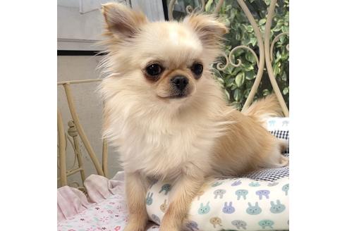 販売中のチワワ(ロングコート)の親犬