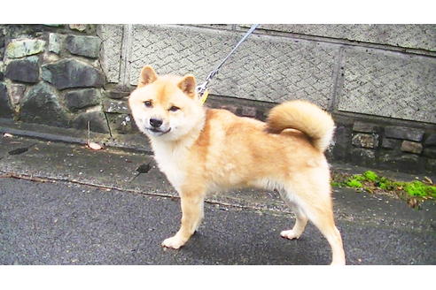 販売中の豆柴の親犬