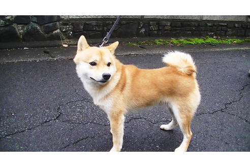 販売中の豆柴の親犬