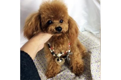 販売中のマルプー:マルチーズ×トイプードルの親犬
