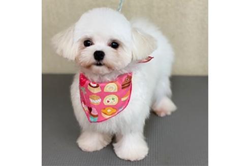 販売中のマルプー:マルチーズ×トイプードルの親犬