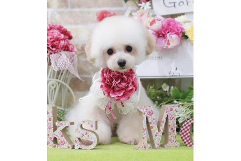 販売中のタイニープードルの親犬