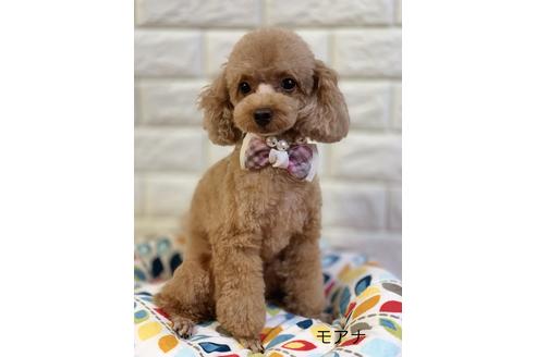 販売中のタイニープードルの親犬