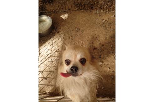 販売中のチワワ(スムースコート)の親犬