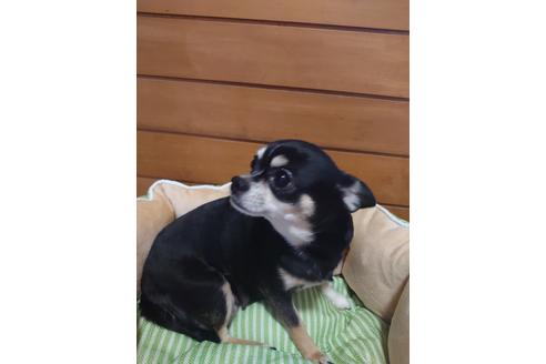 販売中のチワワ(スムースコート)の親犬