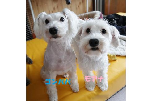 販売中のミニチュアシュナウザーの親犬