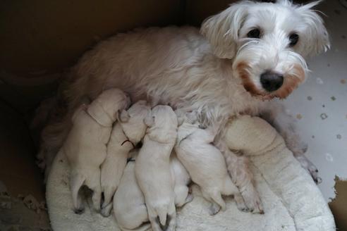 販売中のミニチュアシュナウザーの親犬