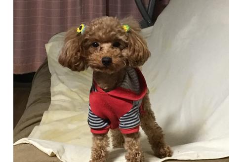 販売中のマルプー:マルチーズ×トイプードルの親犬
