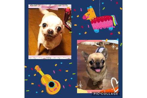 販売中のチワワ(スムースコート)の親犬