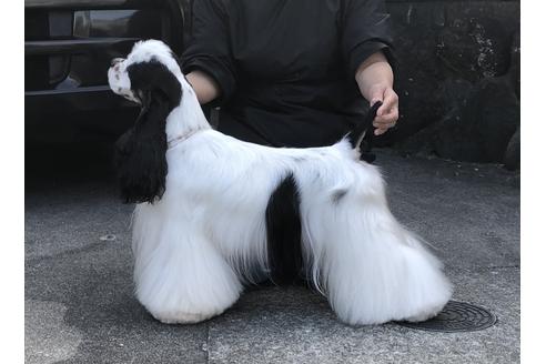 販売中のアメリカンコッカースパニエルの親犬
