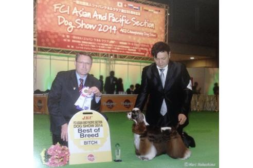 販売中のアメリカンコッカースパニエルの親犬