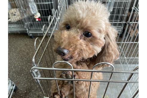 販売中のトイプードルの親犬