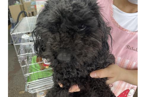 販売中のトイプードルの親犬