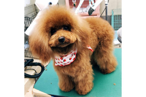 販売中のタイニープードルの親犬