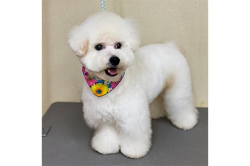 販売中のビションフリーゼの親犬