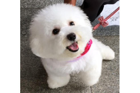 販売中のビションフリーゼの親犬