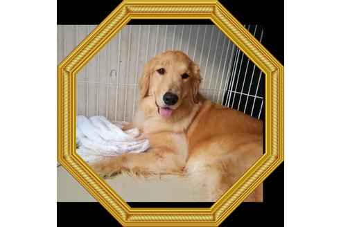 販売中のゴールデンレトリーバーの親犬