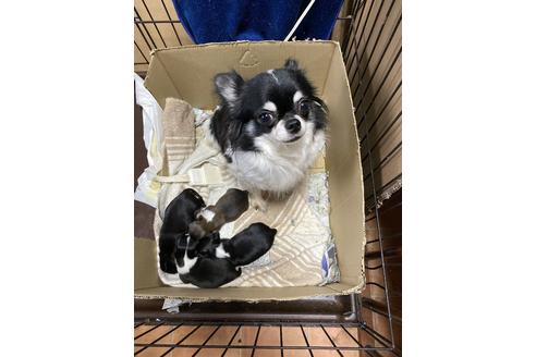 販売中のチワワ(ロングコート)の親犬