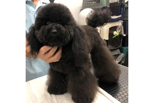 販売中のトイプードルの親犬