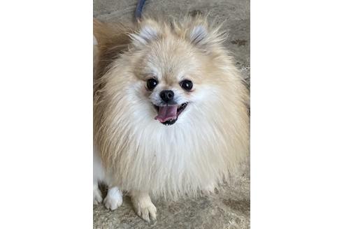 販売中のポメラニアンの親犬