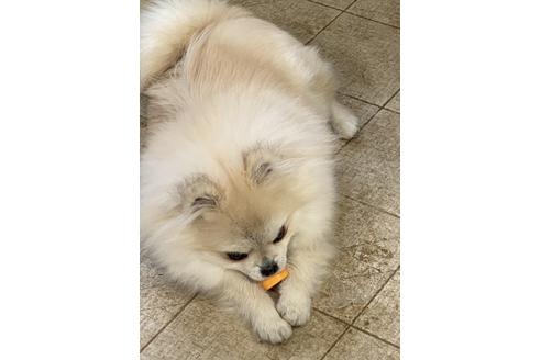 販売中のポメラニアンの親犬