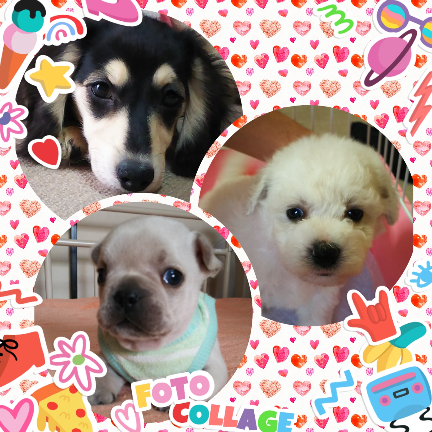 竹川ブリーダー