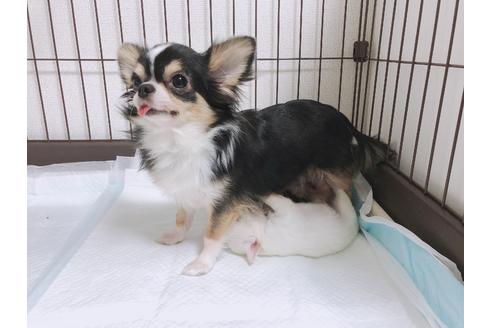 販売中のチワワ(ロングコート)の親犬