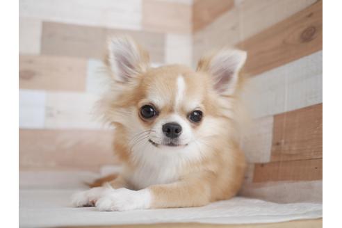 販売中のチワワ(ロングコート)の親犬