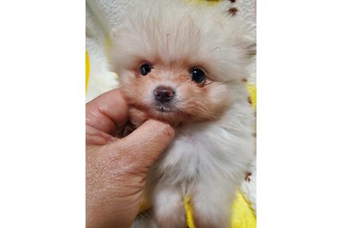 京都府でポメラニアンの子犬を探す ブリーダーナビ 京都府でポメラニアンの子犬を探す ブリーダーナビ