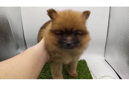 東京都でポメラニアンの子犬を探す ブリーダーナビ 東京都でポメラニアンの子犬を探す ブリーダーナビ