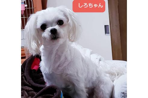 販売中のマルチーズの親犬