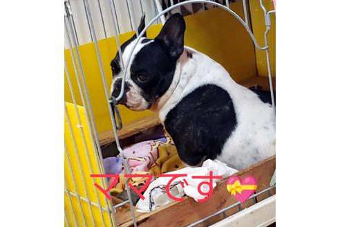 販売中のフレンチブルドッグの親犬