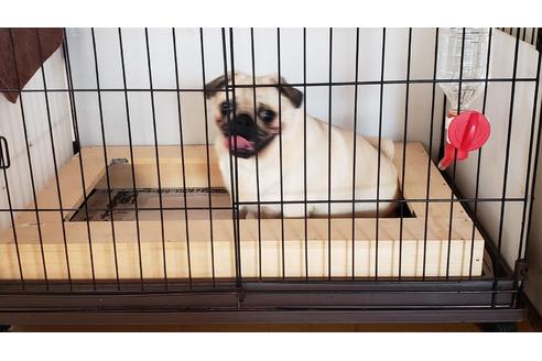 販売中のパグの親犬