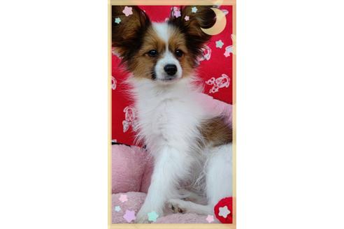 パピヨンの子犬を探す ブリーダーナビ