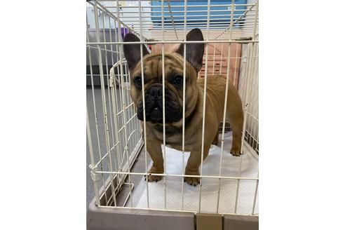 販売中のフレンチブルドッグの親犬