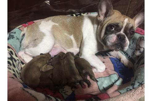 販売中のフレンチブルドッグの親犬